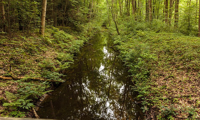 File:Waterloopbos. Waterloop in het gebied 01.jpg