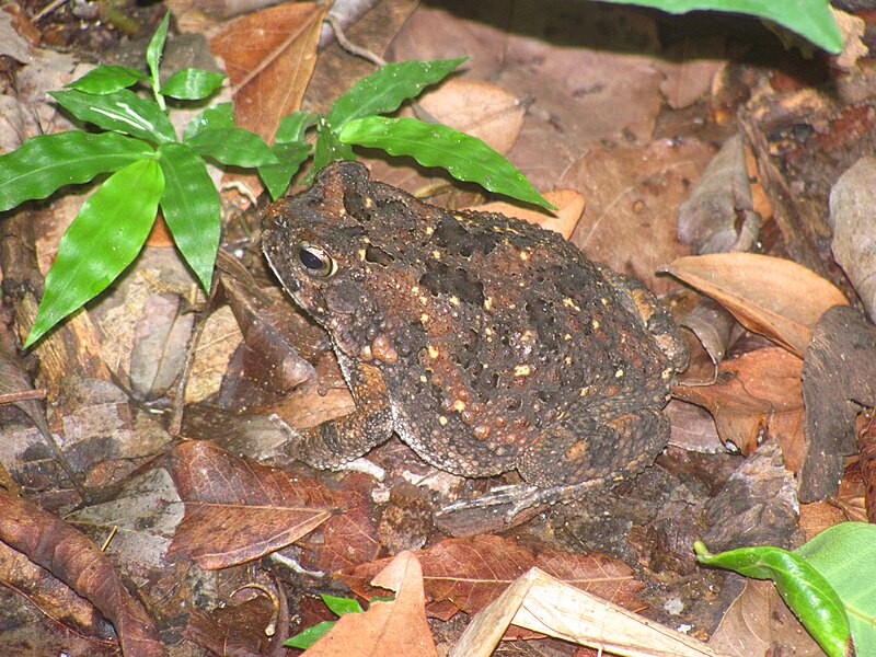 File:Well camouflaged frog.jpg