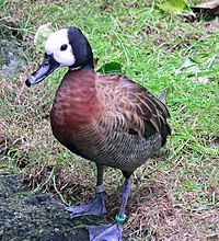 White-faced whistling-duck, the most widespread of Malawi's ducks White-faced Whistling Duck.jpg