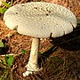 Thumbnail for Amanita chrysoblema