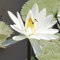 White Water Lily near Coimbatore