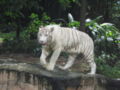 White tigers