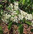 Wild raisin (Viburnum cassinoides) flowers