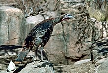 Female (hen) turkey Wild turkey.jpg