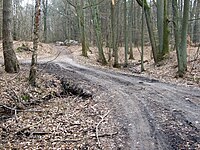 Leśna droga nad Wkrzanką w pobliżu źródła