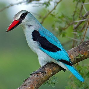 Senegalliest (Halcyon senegalensis)