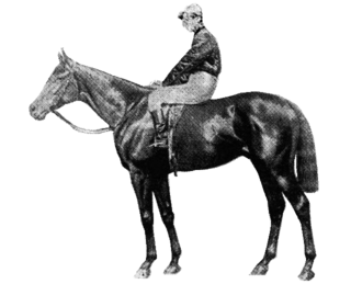 Your Majesty (horse) British-bred Thoroughbred racehorse