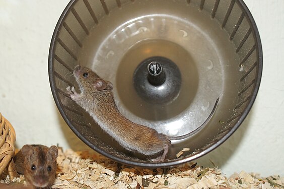 Striped field mouse in a wheel