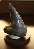 Fossil tooth of Cretoxyrhina mantelli from Cretaceous deposits in New Jersey