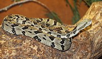 A living Crotalus horridus, or timber rattlesnake ZollmanTimberRattlesnake.jpg