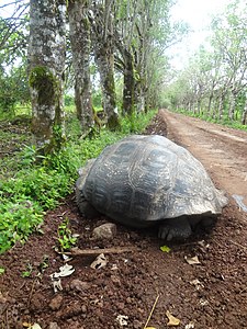 (Chelonoidis nigra) El Chato Reserve, Santa Cruz Galapagos )pic. u.JPG