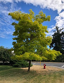 Árbol de la vida (monumento) - Wikipedia, la enciclopedia libre