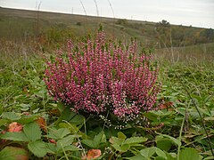 Struikhei (Calluna vulgaris)