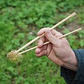 Eine Hand hält Essstäbchen.