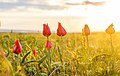 Tulipa gesneriana in Manytsj-Goedilo (periode: eind april).