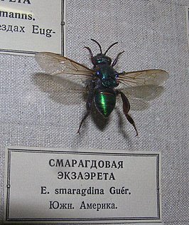 Exaerete smaragdina