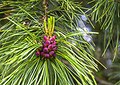 * Nomination Cedrus cones, Kirov oblast, Russia, by Ele-chudinovsk --Ludvig14 12:20, 30 July 2020 (UTC) * Decline  Oppose Most of the cones here are out of focus. Only bottom part (which is further) is sharp. --Jakubhal 16:56, 30 July 2020 (UTC)