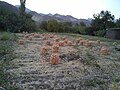 برداشت محصول روستای جزوان