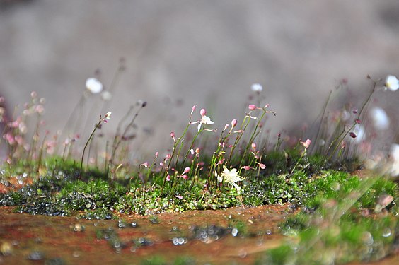 Small plants in the area of Phu Kradueng National Park, Loei Province, by User:Cat2you