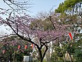 上野恩賜公園の桜 - panoramio.jpg