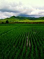 中國：雨後的稻田