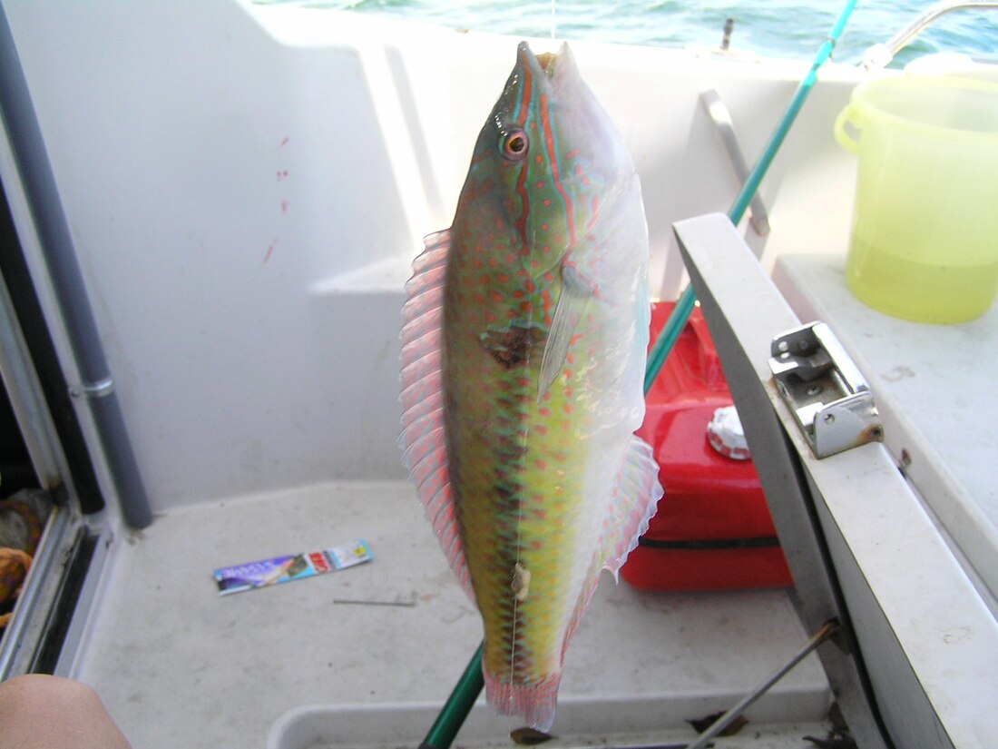 花鰭副海豬魚