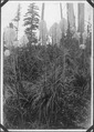 (Xerophyllum Tenax) Pine Lily, Bear Grass, Indian Basket Grass. - NARA - 299011.tif