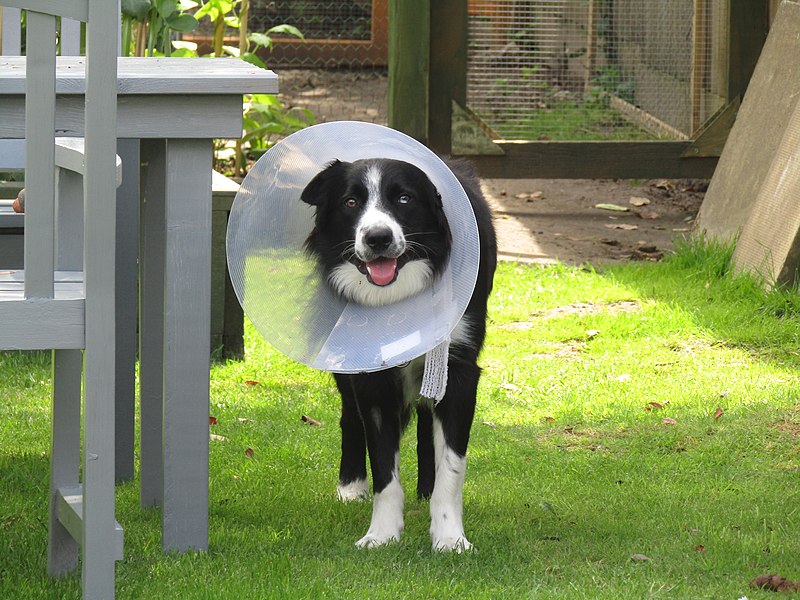File:-2019-06-20 Dog with protective medical collar, Trimingham.JPG