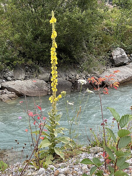 File:00 2263 Kleinblütige Königskerze (Verbascum thapsus).jpg