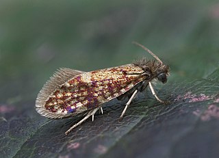 <i>Eriocrania cicatricella</i> Moth species in family Eriocraniidae