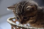 Thumbnail for File:1-month-old kittens 25.jpg