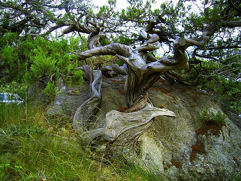 File:1000летнийМОЖЖЕВЕЛЬНИК-ароматБАТИ - panoramio.jpg