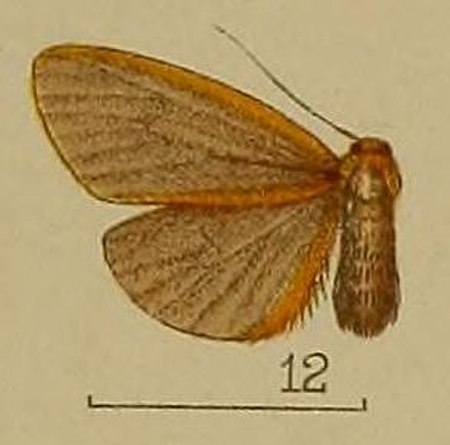 Asura_fulvimarginata