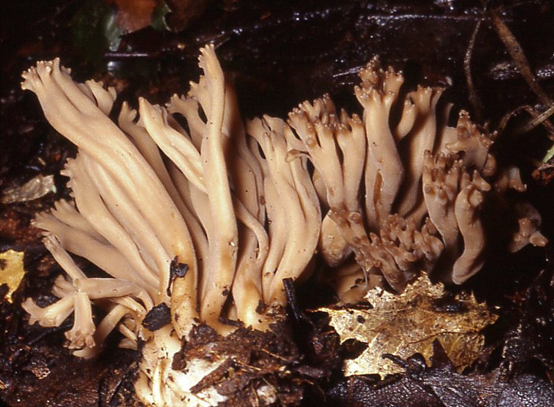 File:2006-01-31 Clavulinopsis umbrinella (Sacc.) Corner 11665 cropped.jpg