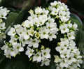 Kalanchoe blossfeldiana