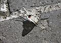 Schmetterling (Sericinus montela) auf der Großen Mauer, nahe Peking