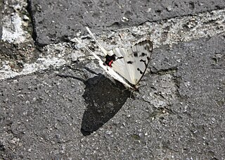 <i>Sericinus</i> Genus of butterflies