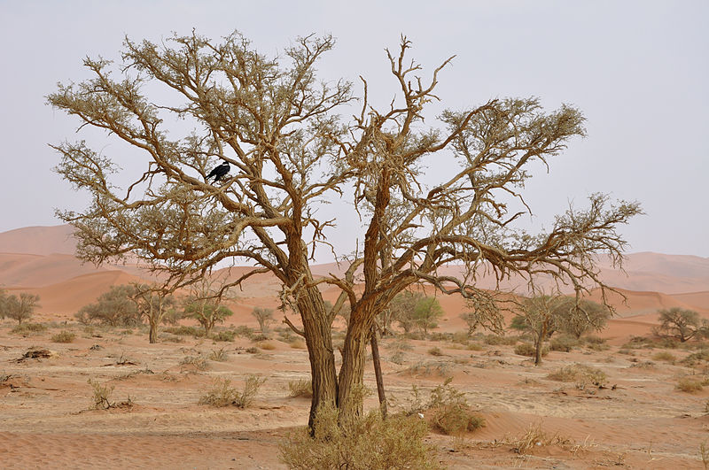 File:2010-09-25 15-25-58 Namibia Hardap Hammerstein.jpg