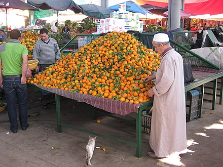 Производство мандаринов. Апельсиновые плантации в Марокко. Мандариновые плантации в Марокко. Марокко мандарины плантации. Мандариновые деревья в Марокко.
