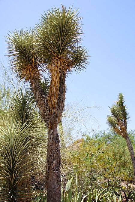 Tập_tin:2011-06-26_Phoenix,_Desert_Botanical_Garden_043_Palma_China_(Yucca_filifera).jpg