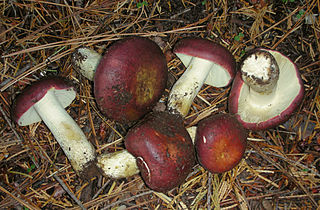 <i>Russula xerampelina</i> Species of fungus