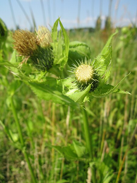 File:20130713Cirsium oleraceum7.jpg