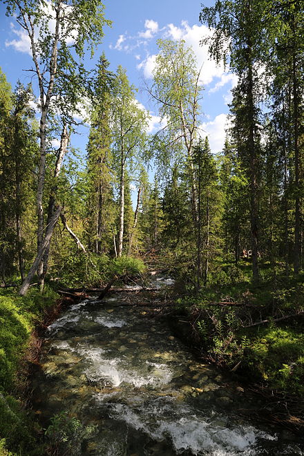 River near Kvikkjok. At last you see "southern" forest (taiga).