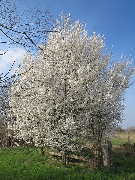 File:20140317Prunus cerasifera Hockenheimer Rheinbogen6.jpg