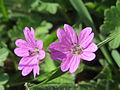 Geranium molle Weicher Storchschnabel