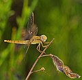 Feuerlibelle - Crocothemis erythraea, Weibchen