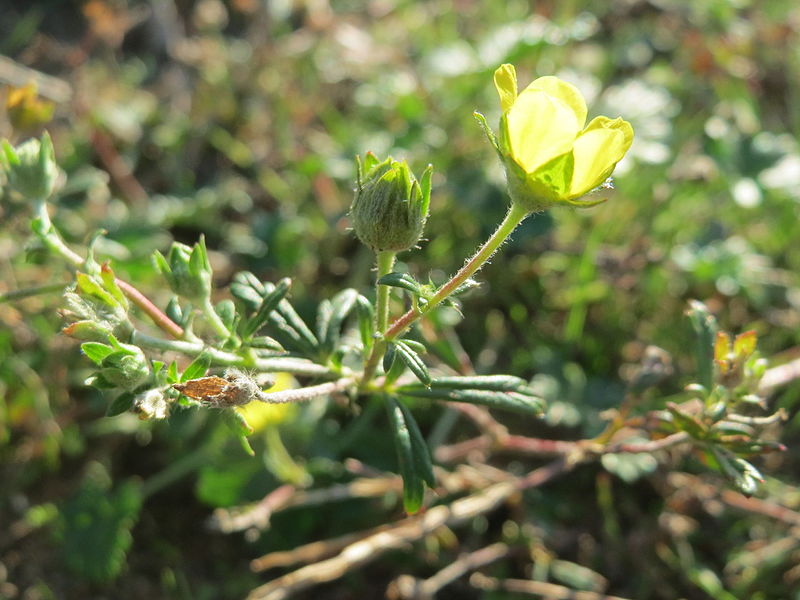 File:20151001Potentilla argentea1.jpg