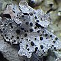 Thumbnail for Lichenicolous fungus