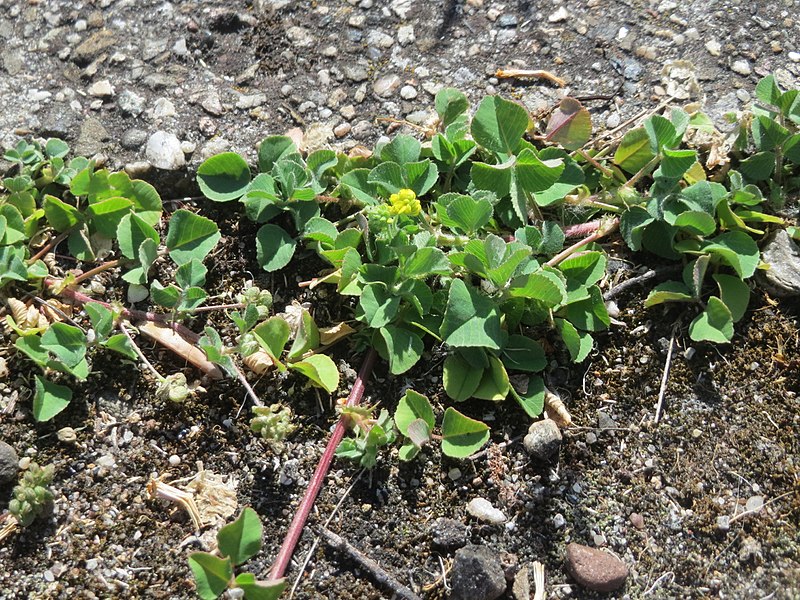 File:20170706Medicago lupulina2.jpg