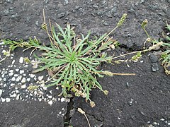 20190809Plantago coronopus1.jpg